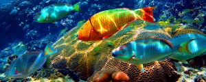 Paysage sous-marin dans la mer des Caraïbes avec banc de poissons colorés dans un récif de corail en bonne santé, Riviera Maya, Mexique